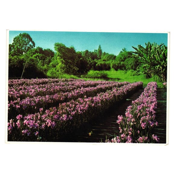 Royal Other - Vintage Hawaiian Series Royal Mini Print Orchid Field Photo Vanda Flowers Lei